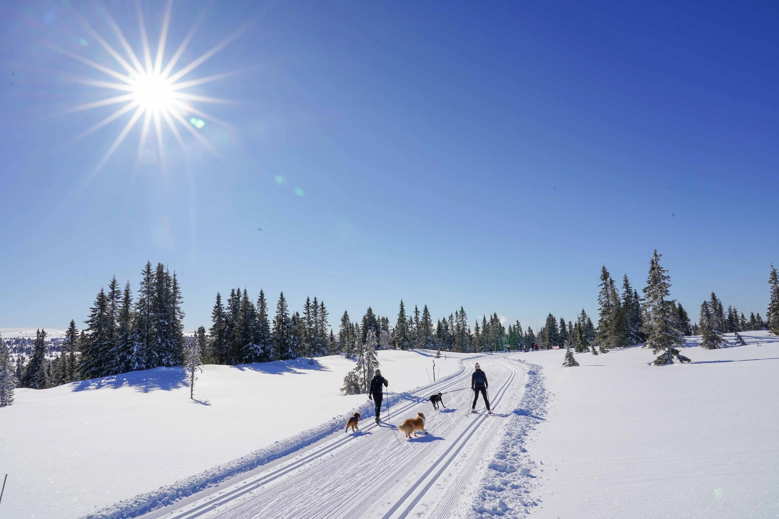 Holmenkollen World Cup — Lumi Experiences